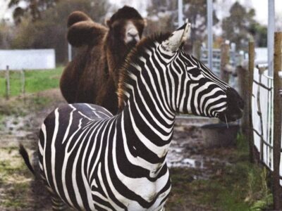 zebra i wielbłąd