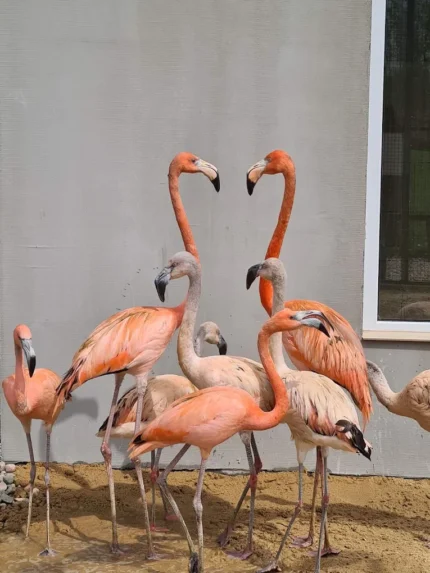 Flamingi Mini Zoo Poczesna