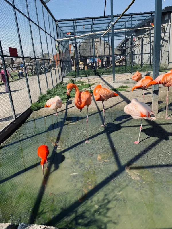 Flamingi park rozrywki Poczesna