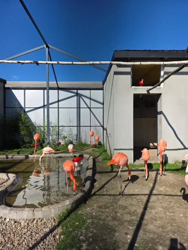 Flamingi przy Częstochowie w Mini Zoo Poczesna