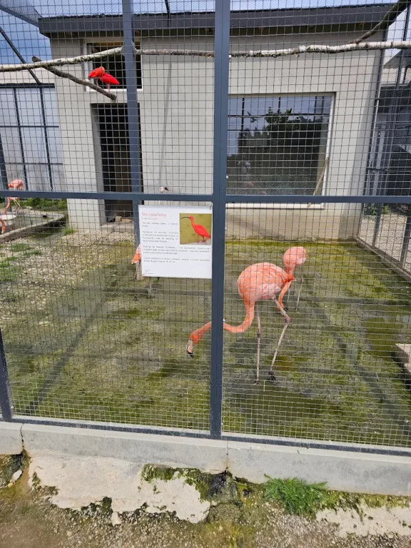 Flamingi w Mini Zoo Poczesna