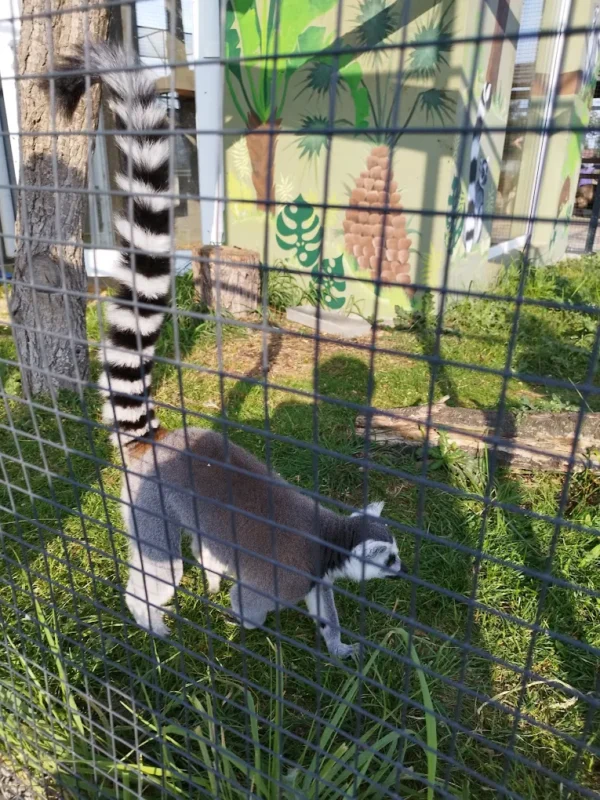Lemur w Mini Zoo poczesna