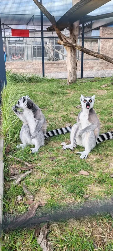 Lemury Mini Zoo i park rozrywki koło Częstochowy