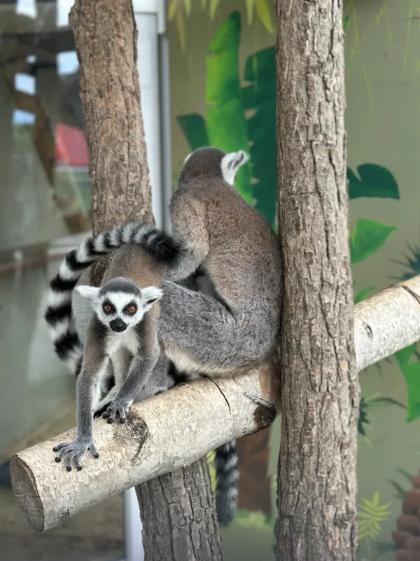 Lemury Park rozrywki Poczesna