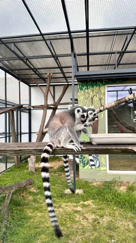 Lemury Poczesna park rozrywki i mini zoo