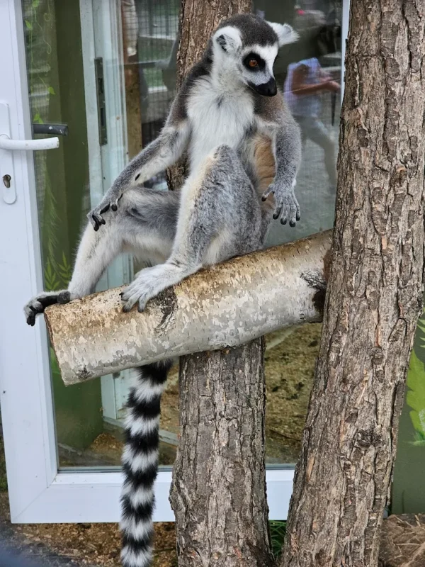 Lemury w Mini Zoo