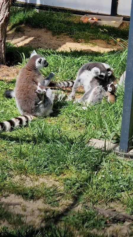 Lemury w Poczesna Mini Zoo