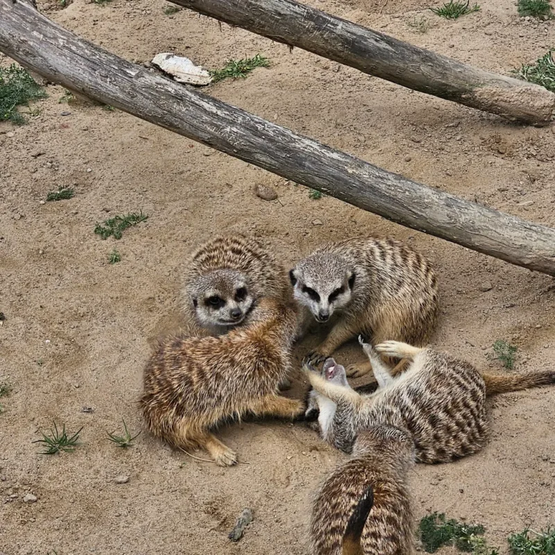 Poczesna Mini Zoo Surykatki