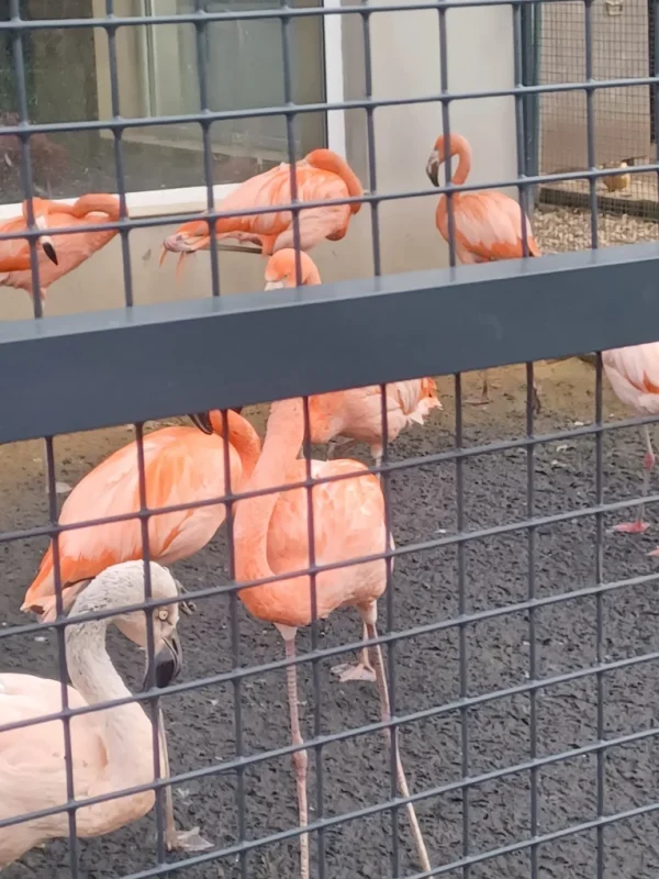 Poczesna Flamingi Mini Zoo