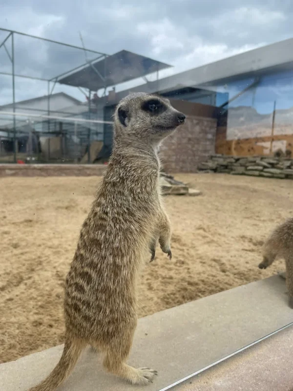 surykatki Mini Zoo Poczesna koło Częstochowy