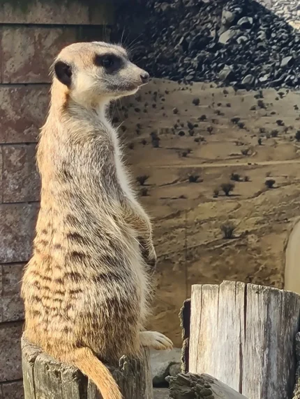 Surykatki Mini Zoo Poczsena