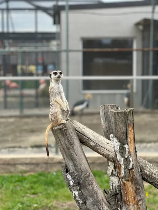 Surykatki poczesna koło Częstochowy