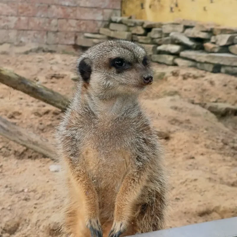 Surykatki w Mini Zoo poczesna