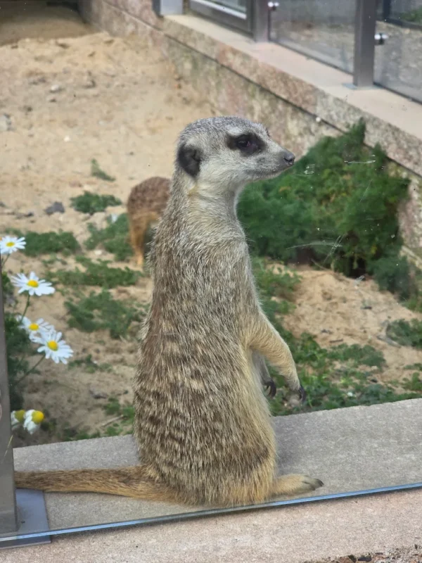 Surykatki Poczesna Mini Zoo