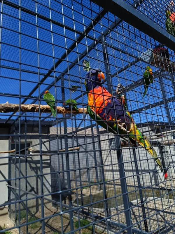 Klatka z Papugami w Mini Zoo Poczesna