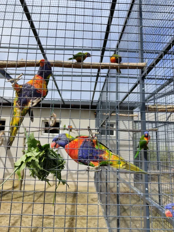 Lorysy tęczowe papugi w Mini Zoo Poczesna