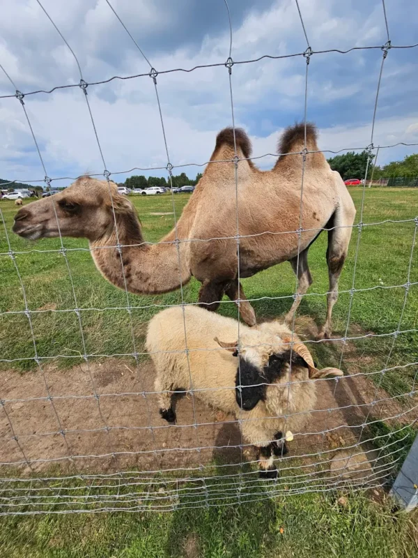 Mini Zoo Poczesna Wielbłądy