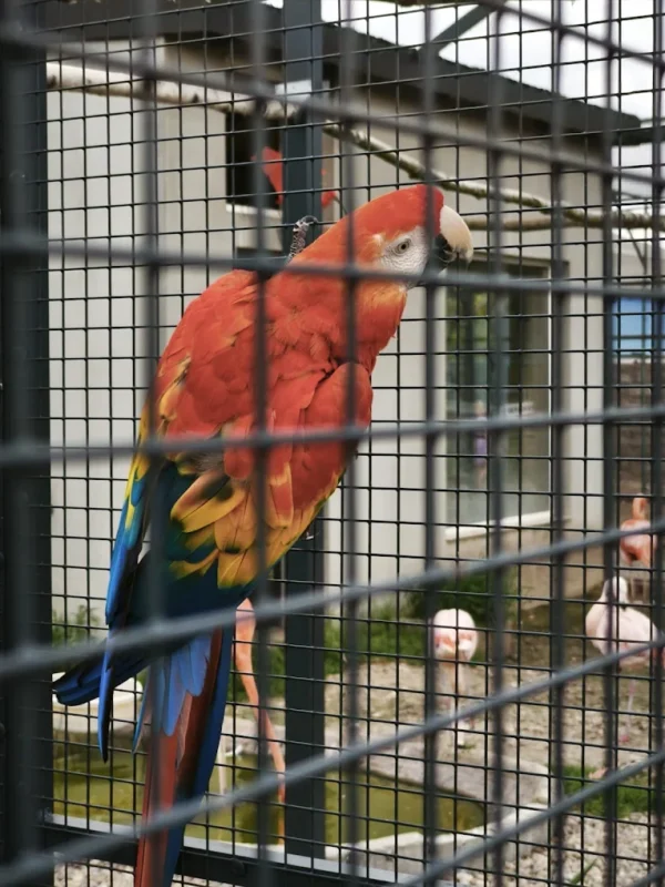 Mini Zoo Poczesna Papuga