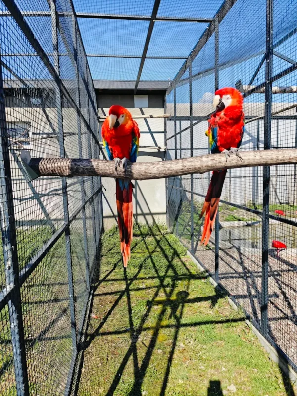 Papugi Mini Zoo Poczesna