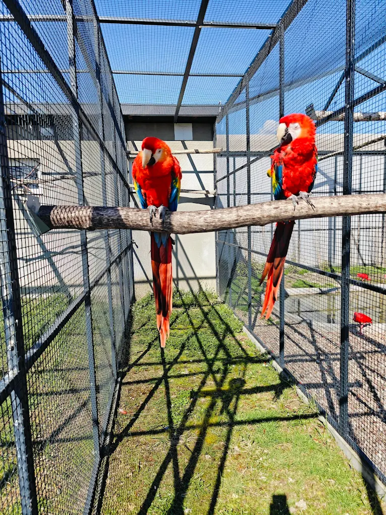 Papugi Mini Zoo Poczesna