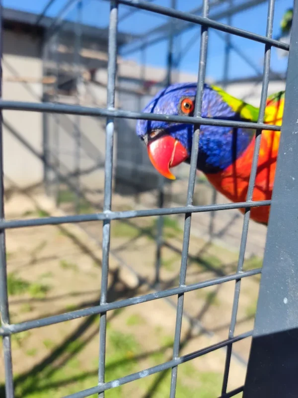 Papugi Lorysy złociste Mini Zoo Poczesna