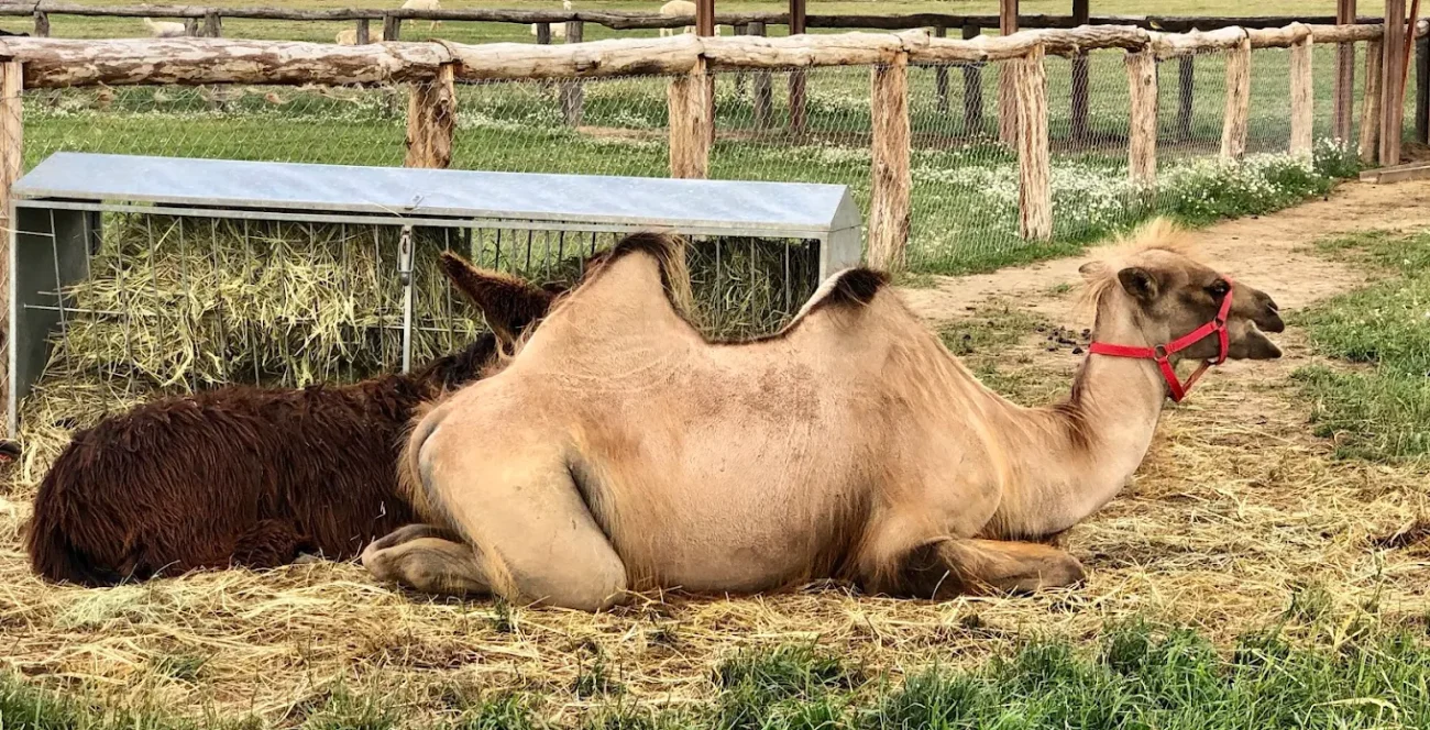 Poczesna Mini Zoo Alpakarnia wielbiądy