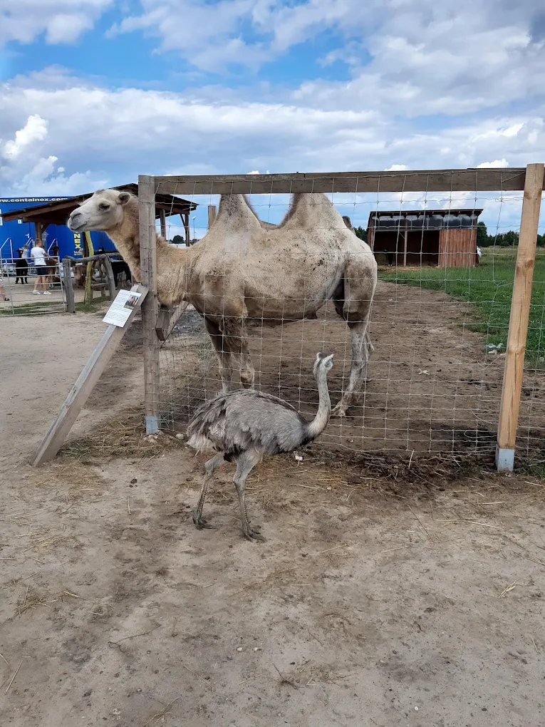 Wielbłądy Mini Zoo Poczesna