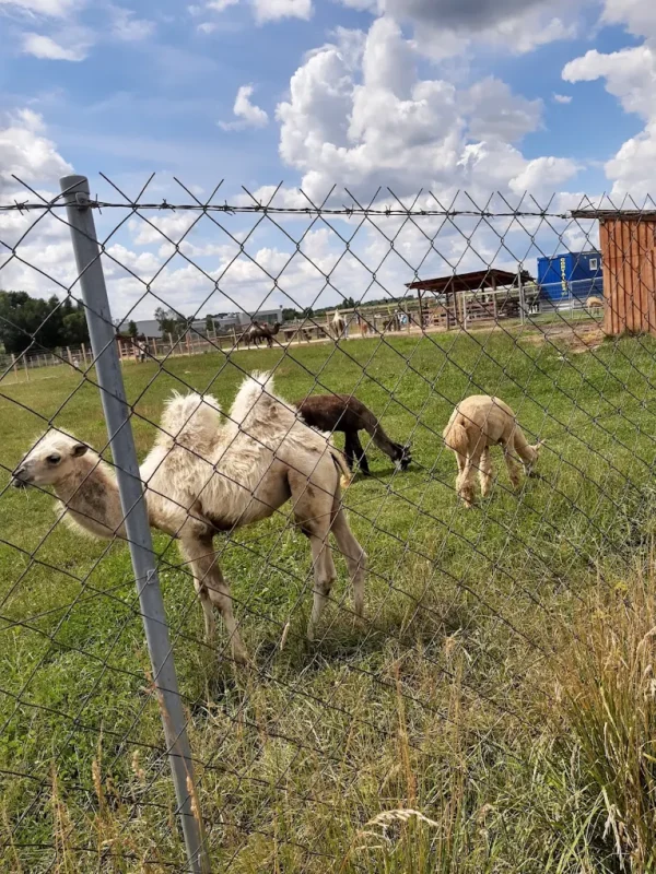Wielbłądy w Mini Zoo Poczesna