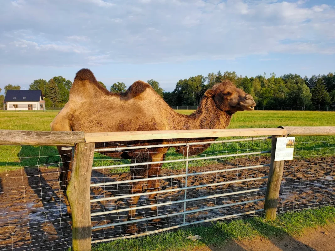 Wilebłądy koło Częstochowy Mini Zoo Poczesna