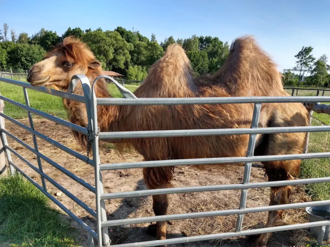 Wielbłądy w Mini Zoo Poczesna Częstochow