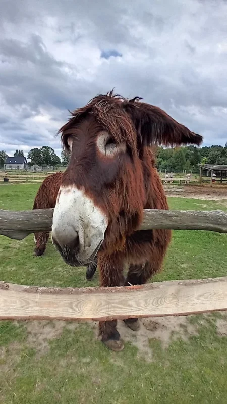 Alpakarnia poczesna osioł Pojtu