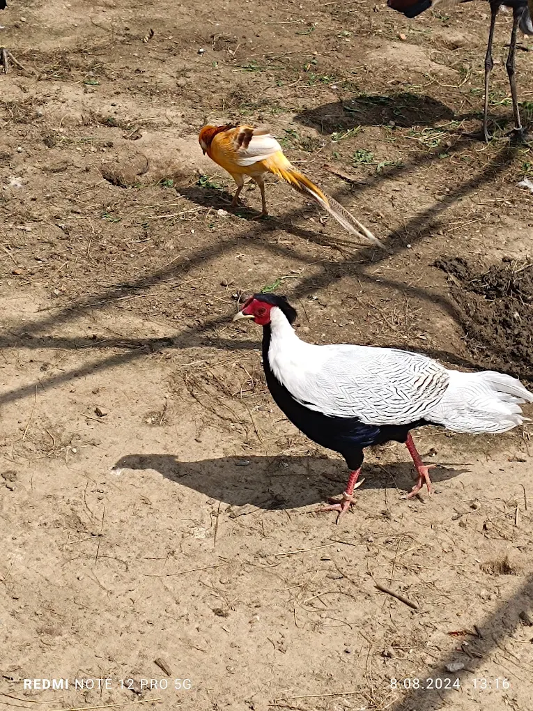 Bażanty park rozrywki i mini zoo Poczesna