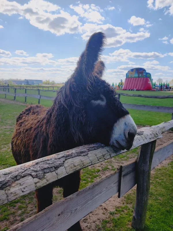Koziołki Pojtu mini zoo i park rozrywki Poczesna