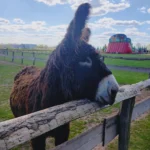 Kozioł Pojtu park rozrywki poczesna