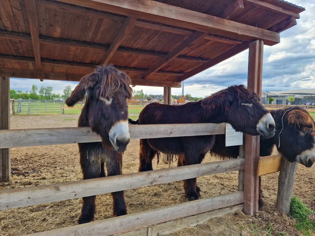 Koziołki Pojtu park rozrywki Poczesna