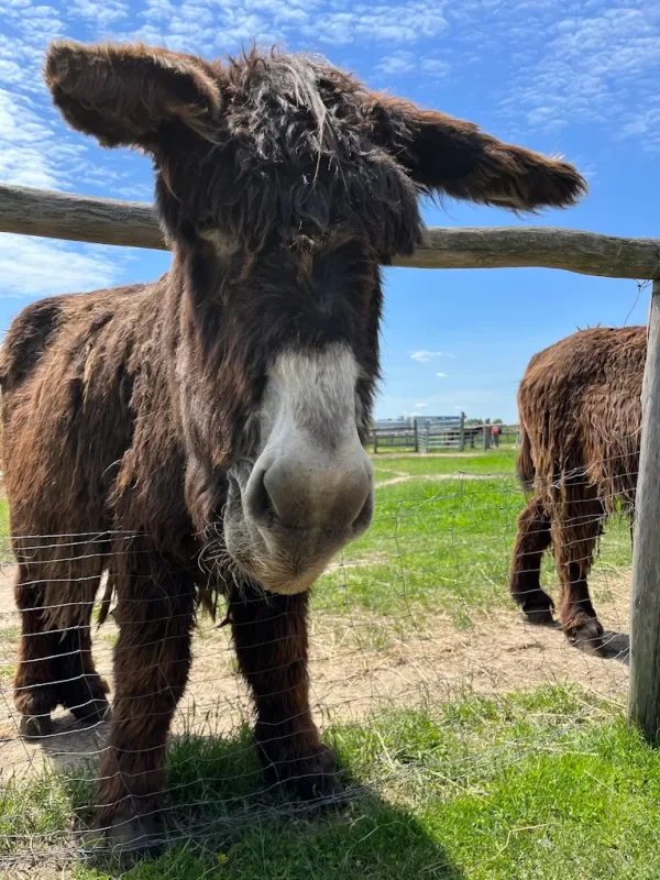 Osiołki Poitou Mini Zoo Poczesna