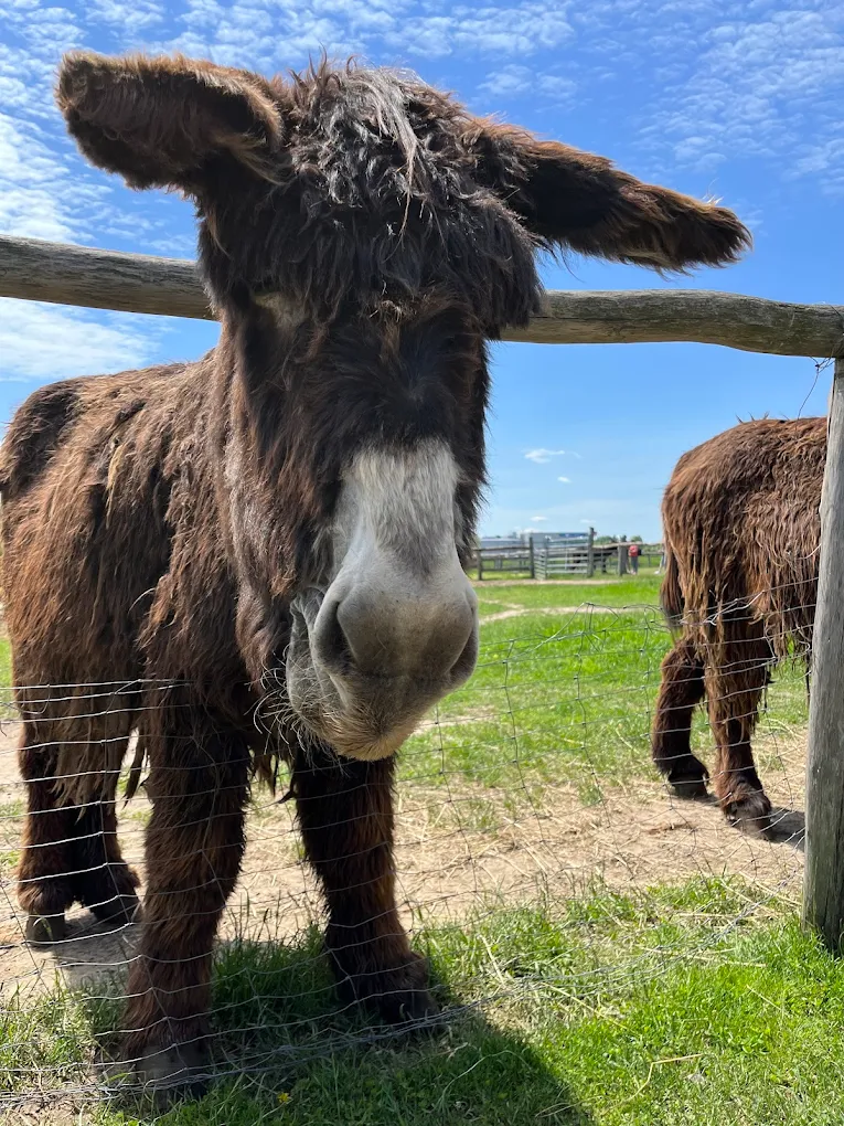 Osiołki Poitou Mini Zoo Poczesna