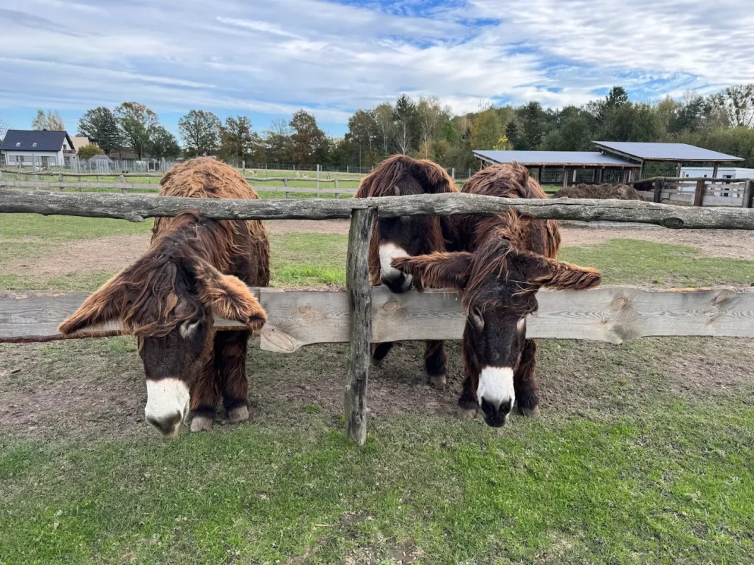 Osiołki Pojtu park rozrywki Poczesna