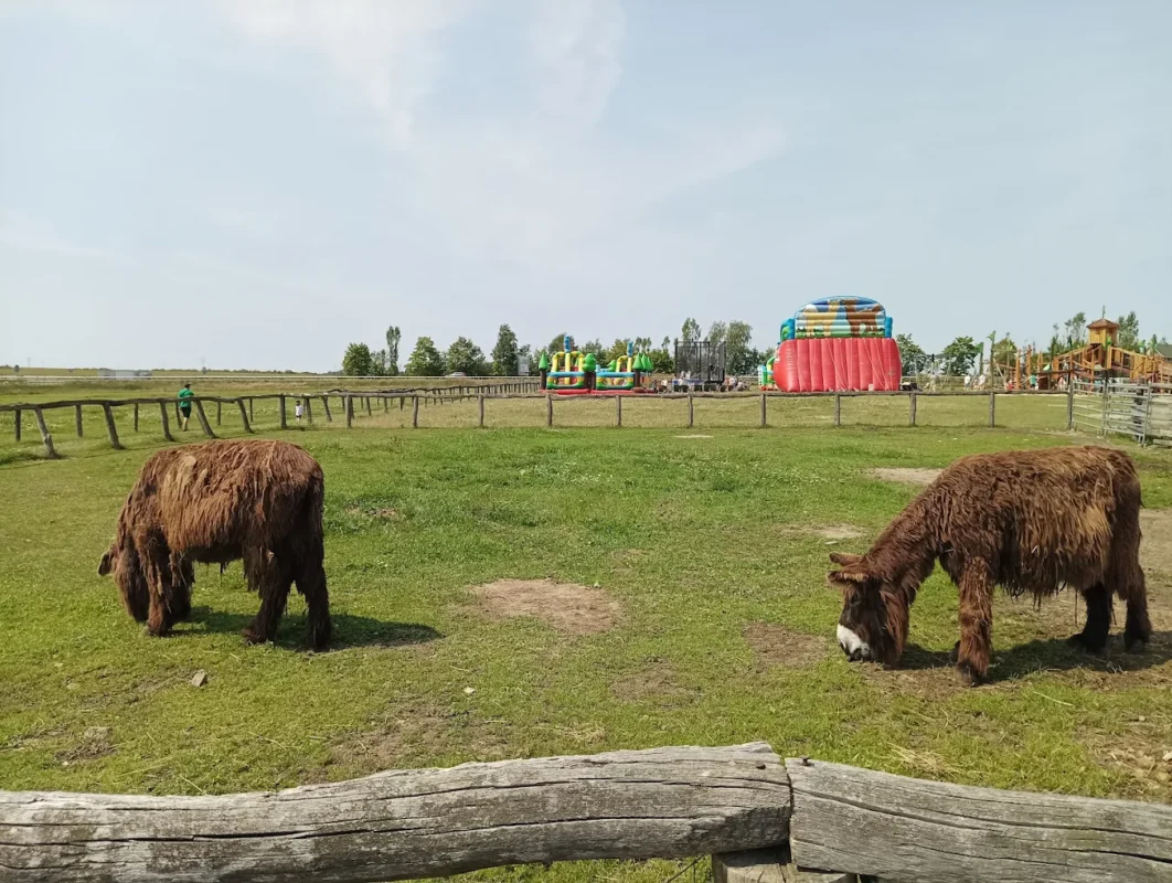 Osiołki Pojtu park rozrywki i mini zoo Poczesna