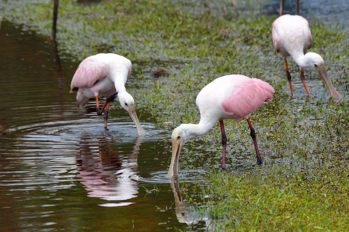 Warzęchy różowe Mini Zoo Poczesna
